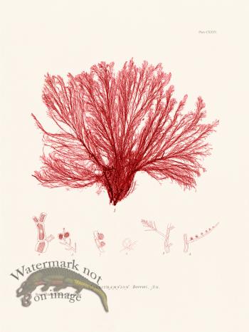 Bradbury Seaweed 126